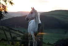 horses 2560x1600 wallpaper Art HD Wallpaper
